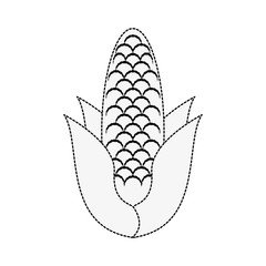 Corn vegetable isolated