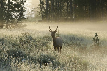 Horizontal of a young buck in the misty meadow in the early morning, back lit