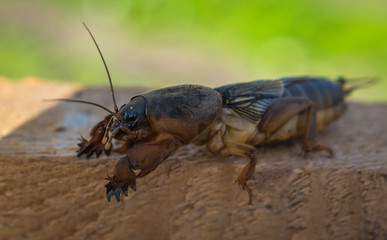  harmful insect, agricultural pest. pest control.