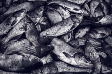 Obraz premium industrial fishing. illegal fishing and seafood.