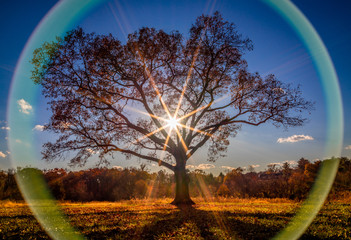 Tree Lens Flare