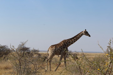 Giraffe in der Savanne