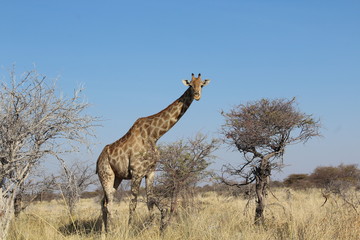 Giraffe in der Savanne