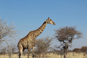 Giraffe in der Savanne