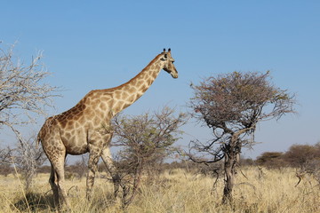 Naklejka na ściany i meble Giraffe in der Savanne