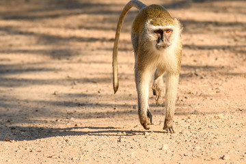 Fototapeta premium Vervet Monkey running in a national park in Zambia 