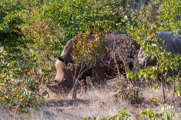 Two rhinos grazing in a national park in Zambia

