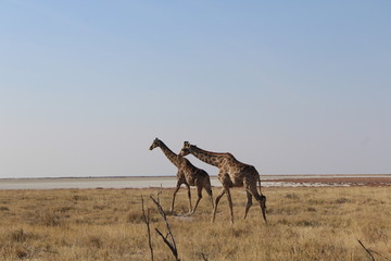 Fototapeta na wymiar Giraffen in der Savanne