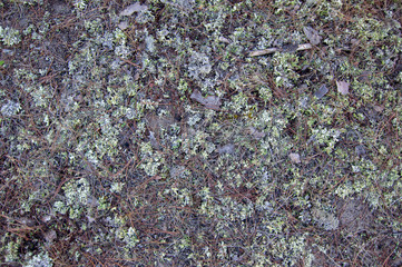 Moss background.