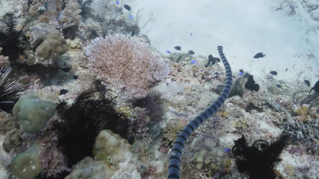 Sea snake swimming over coral reef