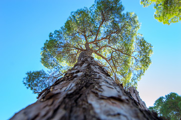 Bottom-up view of a pine tree.