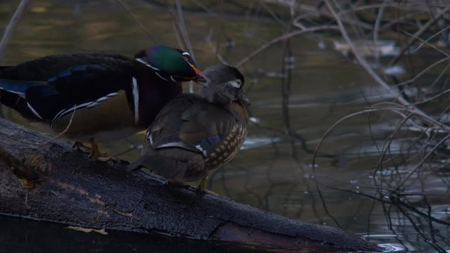 MOTHER DUCK CLEANS HER YOUNG, 4K CLOSE UP.