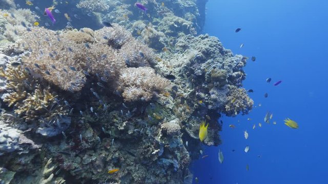 4K | Coral reef | Balicasag Island | Philippines