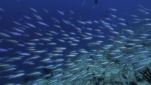 4K | Fish school swim over reef | Maldives