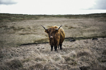 Highland Cattle in The Peak District National Park, UK
