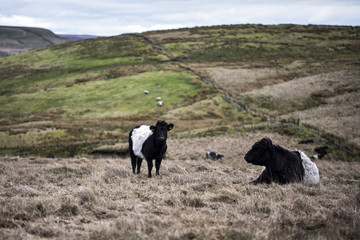 Cattle Grazing and Resting in the Peak District National Park, UK