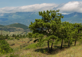 Fototapeta na wymiar Pines on the background of the summer landscape of Crimean mountains