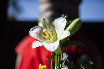 ゆりの向こうにお地蔵さん