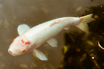 A white Japanese Koi fish swimming in pond located in Meiji Jingu Inner Garden in Tokyo, Japan. Koi are colored varieties of Amur carp that are kept for decorative purposes in outdoor koi ponds.