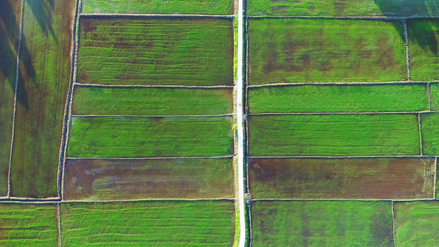 Aerial view. A paddy cultivation process in Asia.