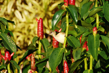 Cream-vented bulbul (Pycnonotus simplex) on red tropical flower in Thailand. 