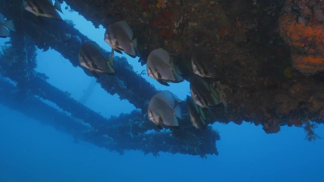 School of batfish under a wreck in Anilao, Philippines