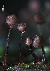 Purple fruit bodies of a slime mold, or myxomycete, Cribraria cancellata resembe poppyheads or garlic. Slime moulds are special organisms that gather from many microscopic unicellular amoebae