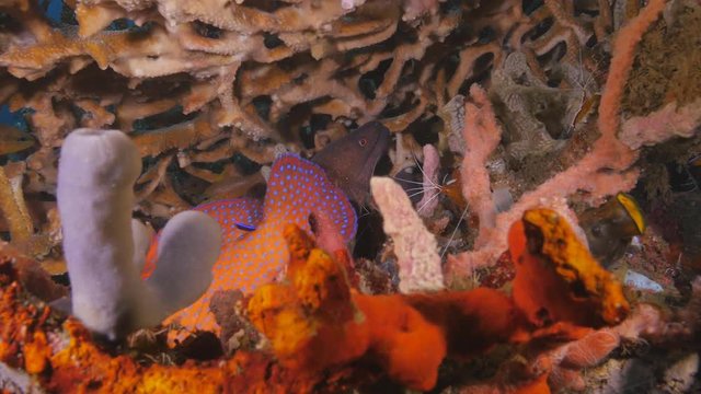 Giant Moray Eel and Grouper at cleaning station, Tulamben, Bali, Indonesia. 4K Lock shot, No camera movement
