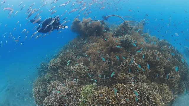 Diver swim over the Artificial reef in Pemuteran, Bali