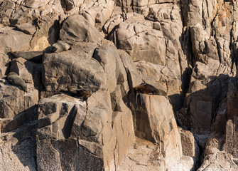 New Zealand (Long-nosed) Fur Seals sunning themselves on Cabbage Tree Island, Port Stephens, NSW, Australia