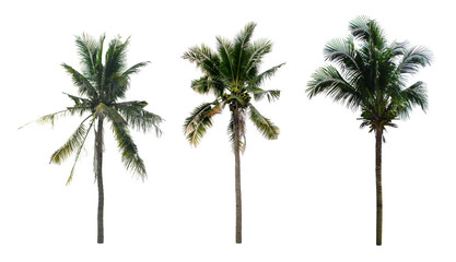 collection coconut tree isolated isolated on white background