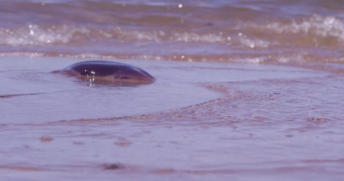 Dead Jellyfish on beach - wide shot