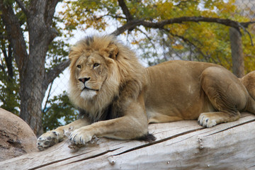 Lion Laying