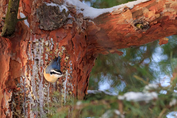 Nuthatch on pine tree