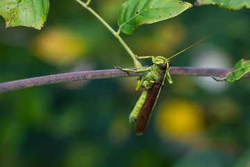 Climbing Grasshopper