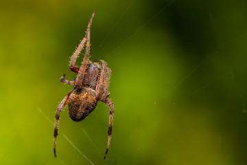 A spider making a web