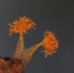 Orange microscoric colonies of myxobateria look like strange flowers, mushrooms or coral polyps....
