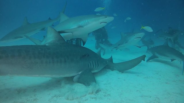 Tiger Shark Feeding in Bahamas