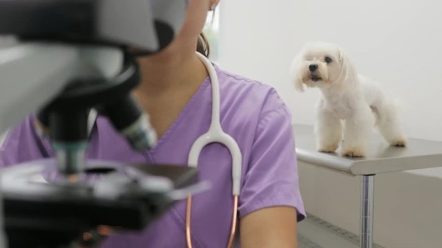 Clinic Staff With Woman Working As Veterinary In Pet Shop