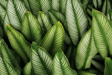 Green leaf with white stripes of Calathea majestica , tropical foliage plant nature leaves pattern...