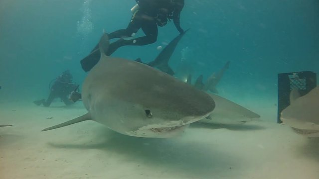 Tiger Shark Bites Camera