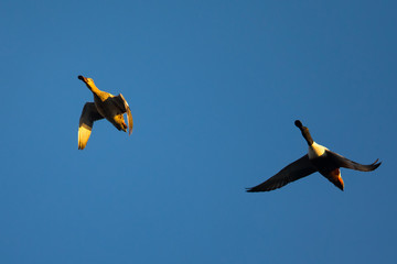 Male and female Northern Shovelers, flying in beautiful light 