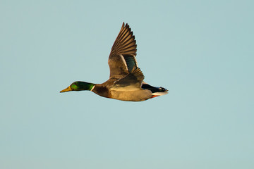 wild duck flying in the wild