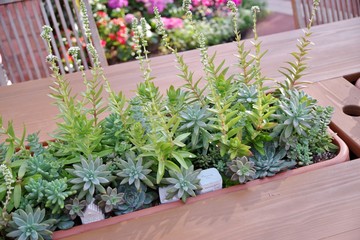 卓上の多肉植物の寄せ植え