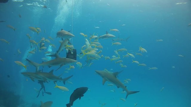 Shark feeding dive in Bahamas