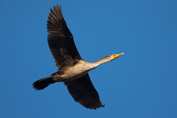 Double-crested cormorant flying, seen in the wild  in North California