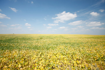 Fototapeta premium field of soy turns yellow ready for harvest