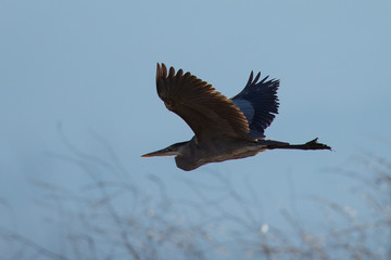 Obraz premium Very close view of a great blue heron flying, seen in the wild in North California, just before sunset 