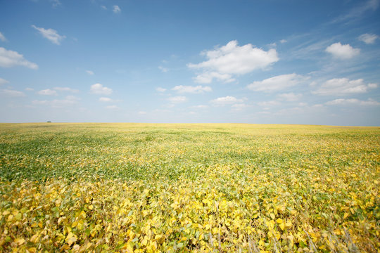 field of soy turns yellow ready for harvest