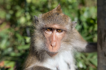 The rhesus macaque, monkey, by the maine road on the Thailands Island Koh Chang, walking on the street and on the wires, cables, lines.